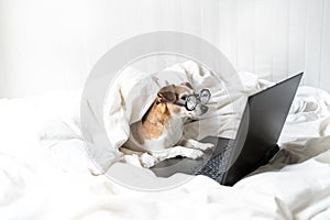 Adorable dog in glasses working with laptop computer.