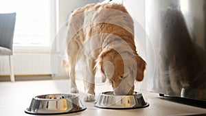Adorable Dog Golden Retriever Breed Eating Food From Bowl In The Kitchen