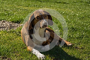 Adorable dog on the green grass with eyes full of love