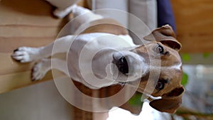 Adorable dog Jack Russell terrier looking at the camera.