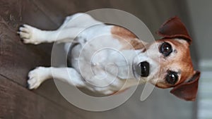 Adorable dog Jack Russell terrier looking at camera