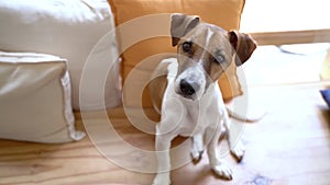 Adorable dog Jack Russell terrier looking at camera and tilting the head