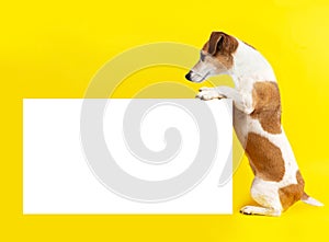 Adorable dog Jack Russell terrier looking side holding yellow background
