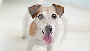 Adorable dog jack russell terrier looking to the camera