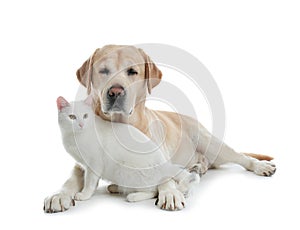 Adorable dog looking into camera and cat together. Friends forever