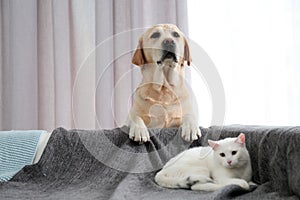 Adorable dog looking into camera and cat together. Friends forever