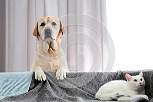 Adorable dog looking into camera and cat together. Friends forever