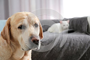 Adorable dog looking into camera and cat together at home, closeup with space for text