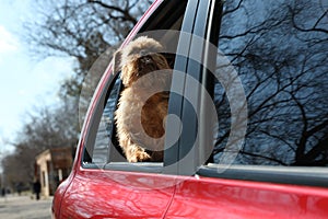 Adorable dog looking out from car window. Exciting travel