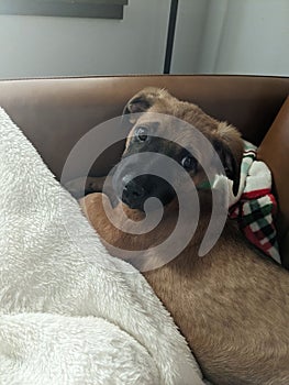 Adorable dog lounging comfortably on a couch  snuggled up in a cozy blanket