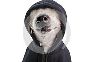 Adorable dog nose in black hoodie. Funny pet face. Positive cutie gangster style. White background. pet jokes. skeptical