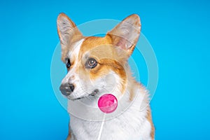 Adorable dog pembroke welsh corgi enjoinh dog looking at candy lollipop on a blue background. Fight the temptation seduction