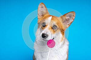 Adorable dog pembroke welsh corgi enjoy dog looking at candy lollipop on a blue background. Fight the temptation seduction