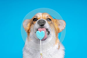 Adorable dog pembroke welsh corgi enjoy sweet candy on a blue background. Heart shaped lollipop.  Licking sweets small pet