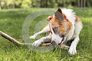 adorable dog playing park. High quality photo