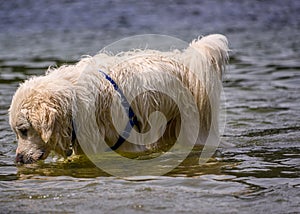 Adorable dog playing in the water a