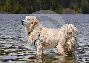 Adorable dog playing in the water