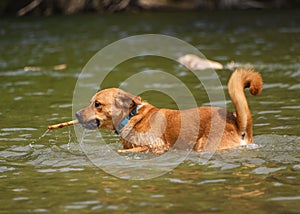 Adorable dog playing in the water