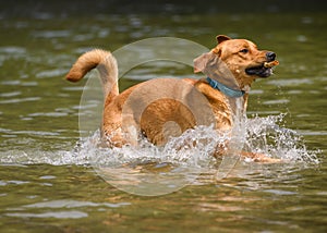 Adorable dog playing in the water