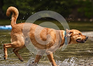 Adorable dog playing in the water