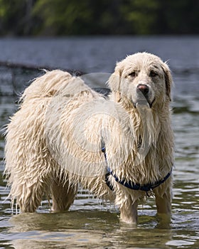 Adorable dog playing in the water