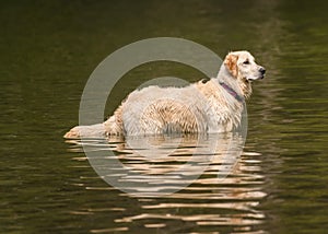 Adorable dog playing in the water