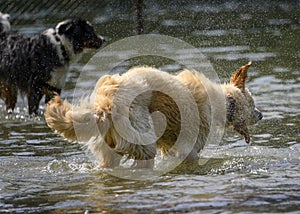 Adorable dog playing in the water