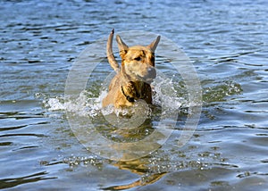 Adorable dog playing in the water