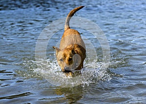 Adorable dog playing in the water