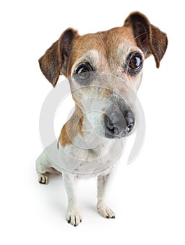 Adorable dog portrait Jack Russell terrier