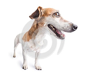 Adorable dog portrait Jack Russell terrier looking side