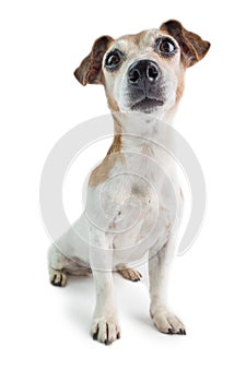 Adorable dog portrait Jack Russell terrier looking up