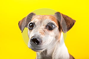 Adorable dog pup portrait on yellow background. Lovely pet face with beautiful eyes