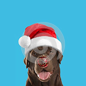 Adorable dog in Santa hat with red Christmas ball nose on light blue background