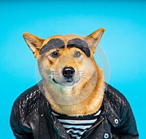 Adorable dog Shiba Inu masculine character with comical false wide bushy eyebrows photo