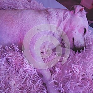 Adorable dog sleeping on pink