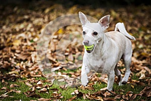Adorable dog with small tennis ball in mouth trotting on fallen gold leaves green grass