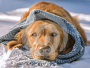 Adorable dog in snow wrapped in scarf