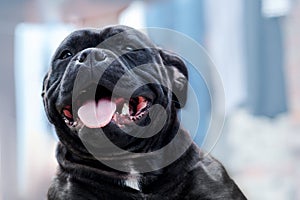 Adorable dog of staffordshire bull terrier breed, widely smiling with tongue out. Cute face expression, friendly pet.