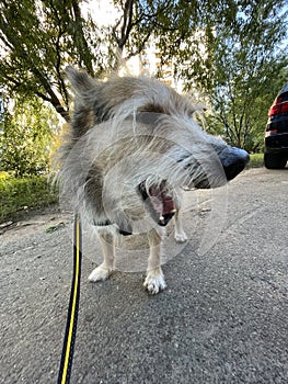 Adorable dog on a walk outdoors