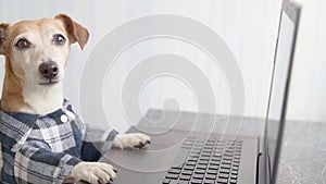 Adorable dog working with computer wearing glasses