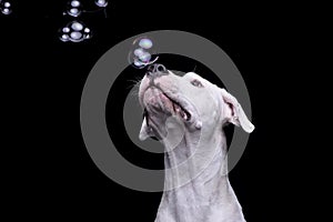An adorable Dogo Argentino playing with bubbles