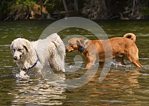 Adorable dogs playing in the water