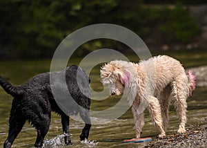 Adorable dogs playing in the water