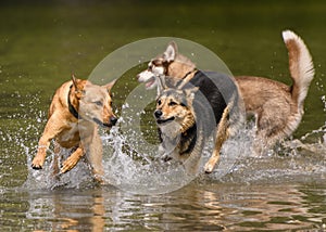 Adorable dogs playing in the water