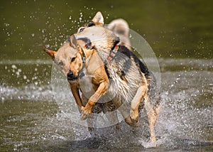 Adorable dogs playing in the water