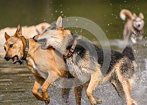 Adorable dogs playing in the water