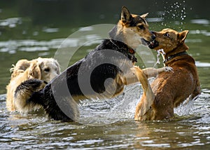 Adorable dogs playing in the water