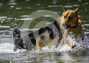 Adorable dogs playing in the water