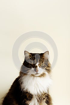 Adorable domestic cat on the beige background.
